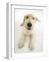 Mongrel Dog, Mutley, Looking Up-Mark Taylor-Framed Photographic Print