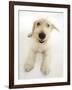 Mongrel Dog, Mutley, Looking Up-Mark Taylor-Framed Photographic Print