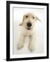 Mongrel Dog, Mutley, Looking Up-Mark Taylor-Framed Photographic Print