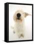 Mongrel Dog, Mutley, Sniffing-Mark Taylor-Framed Stretched Canvas