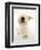 Mongrel Dog, Mutley, Sniffing-Mark Taylor-Framed Premium Photographic Print