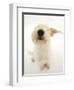 Mongrel Dog, Mutley, Sniffing-Mark Taylor-Framed Premium Photographic Print