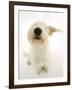 Mongrel Dog, Mutley, Sniffing-Mark Taylor-Framed Photographic Print