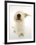 Mongrel Dog, Mutley, Sniffing-Mark Taylor-Framed Photographic Print