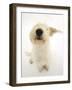 Mongrel Dog, Mutley, Sniffing-Mark Taylor-Framed Photographic Print