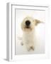 Mongrel Dog, Mutley, Sniffing-Mark Taylor-Framed Photographic Print