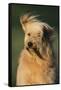 Mongrel Dog-DLILLC-Framed Stretched Canvas