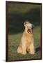 Mongrel Dog-DLILLC-Framed Photographic Print