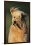 Mongrel Dog-DLILLC-Framed Photographic Print