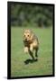 Mongrel Dog-DLILLC-Framed Photographic Print