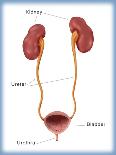 Kidneys, Ureter & Urinary Bladder, Illustration-Monica Schroeder-Framed Giclee Print