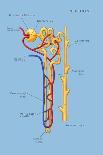 Nephron of the Kidney, Illustration-Monica Schroeder-Giclee Print