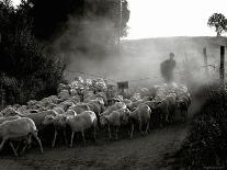 The Shepherd-Monika Brand-Photographic Print