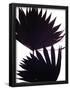 Essential Black