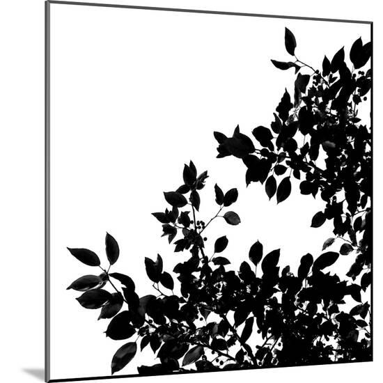 Photo, , large