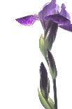 Purple Iris I-Monika Burkhart-Photographic Print