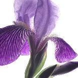 Purple Iris IV-Monika Burkhart-Photographic Print