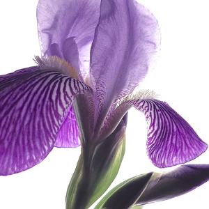 purple fowers