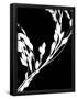 Essential Black