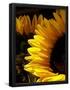 Essential Black