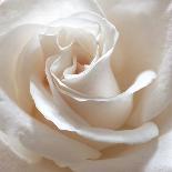 White Rose II-Monika Burkhart-Photographic Print