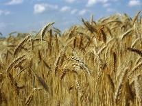 Ears of Wheat in Field-Monika Halmos-Stretched Canvas