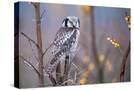 Stretched Canvas