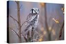 Stretched Canvas