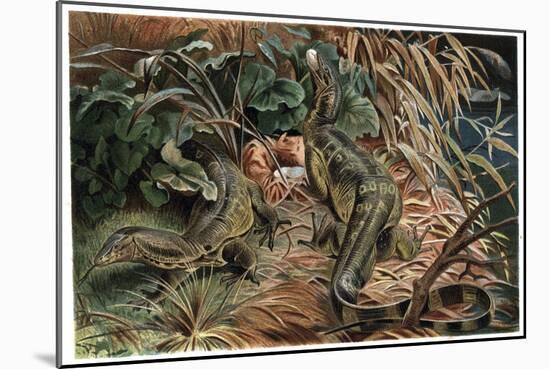 Monitor Lizard by Alfred Edmund Brehm-Stefano Bianchetti-Mounted Giclee Print