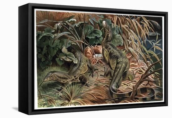 Monitor Lizard by Alfred Edmund Brehm-Stefano Bianchetti-Framed Stretched Canvas