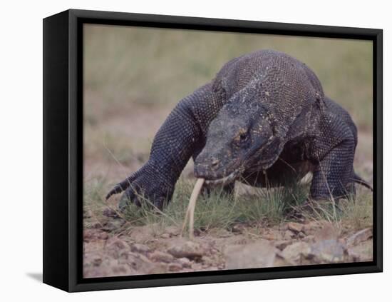 Monitor Lizard, Called the "Komodo Dragon", on the Island of Flores-Larry Burrows-Framed Stretched Canvas