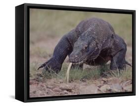 Monitor Lizard, Called the "Komodo Dragon", on the Island of Flores-Larry Burrows-Framed Stretched Canvas