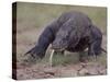 Monitor Lizard, Called the "Komodo Dragon", on the Island of Flores-Larry Burrows-Stretched Canvas