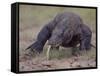 Monitor Lizard, Called the "Komodo Dragon", on the Island of Flores-Larry Burrows-Framed Stretched Canvas
