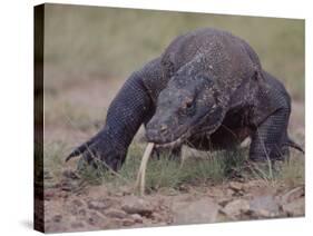 Monitor Lizard, Called the "Komodo Dragon", on the Island of Flores-Larry Burrows-Stretched Canvas