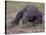 Monitor Lizard, Called the "Komodo Dragon", on the Island of Flores-Larry Burrows-Stretched Canvas