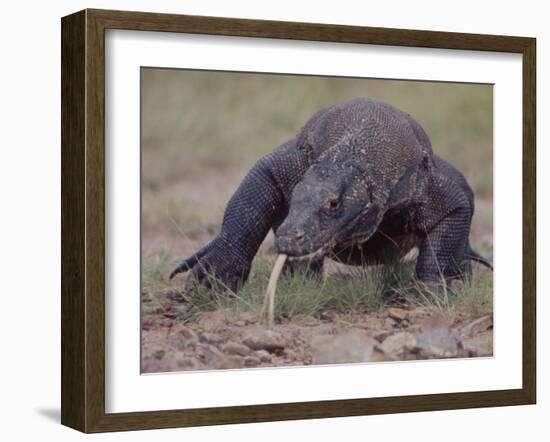 Monitor Lizard, Called the "Komodo Dragon", on the Island of Flores-Larry Burrows-Framed Photographic Print