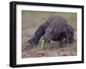 Monitor Lizard, Called the "Komodo Dragon", on the Island of Flores-Larry Burrows-Framed Photographic Print