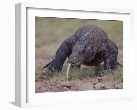 Monitor Lizard, Called the "Komodo Dragon", on the Island of Flores-Larry Burrows-Framed Photographic Print