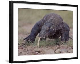 Monitor Lizard, Called the "Komodo Dragon", on the Island of Flores-Larry Burrows-Framed Photographic Print