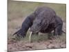 Monitor Lizard, Called the "Komodo Dragon", on the Island of Flores-Larry Burrows-Mounted Photographic Print