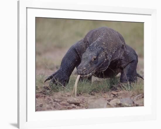 Monitor Lizard, Called the "Komodo Dragon", on the Island of Flores-Larry Burrows-Framed Photographic Print