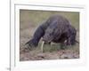 Monitor Lizard, Called the "Komodo Dragon", on the Island of Flores-Larry Burrows-Framed Photographic Print