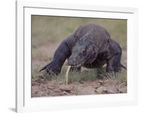 Monitor Lizard, Called the "Komodo Dragon", on the Island of Flores-Larry Burrows-Framed Photographic Print