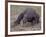 Monitor Lizard, Called the "Komodo Dragon", on the Island of Flores-Larry Burrows-Framed Photographic Print