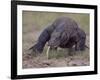 Monitor Lizard, Called the "Komodo Dragon", on the Island of Flores-Larry Burrows-Framed Photographic Print