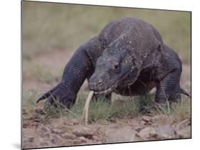 Monitor Lizard, Called the "Komodo Dragon", on the Island of Flores-Larry Burrows-Mounted Photographic Print