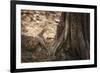 Monitor Lizard, Ranthambhore National Park, Rajasthan, India, Asia-Janette Hill-Framed Photographic Print