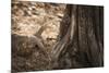 Monitor Lizard, Ranthambhore National Park, Rajasthan, India, Asia-Janette Hill-Mounted Photographic Print