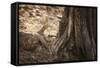 Monitor Lizard, Ranthambhore National Park, Rajasthan, India, Asia-Janette Hill-Framed Stretched Canvas